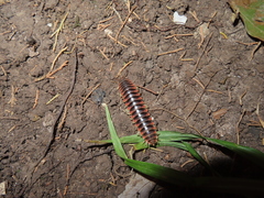 Apheloriini