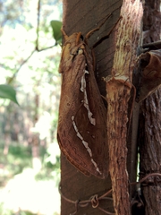 Abantiades argyrosticha