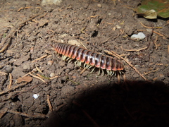 Apheloriini
