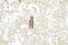 Sciota rubrisparsella