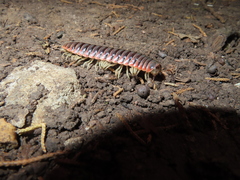 Apheloriini