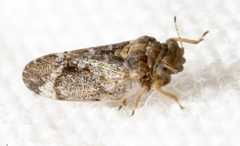 Pachypsylla celtidisvesicula