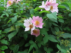 Rosa setigera
