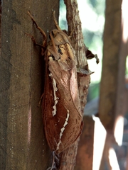 Abantiades argyrosticha