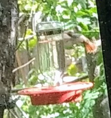 Amazilia yucatanensis