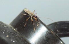 Myodocha serripes