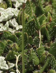 Coprosma atropurpurea
