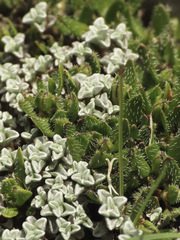 Coprosma atropurpurea