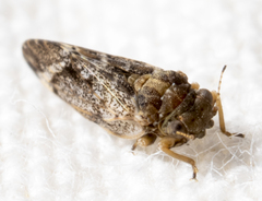 Pachypsylla celtidisvesicula