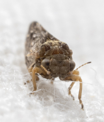 Pachypsylla celtidisvesicula