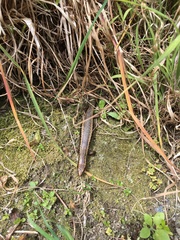Oligosoma kokowai