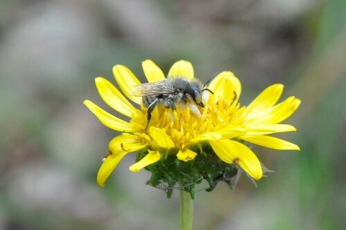 Western Leafcutter Bee photo 5