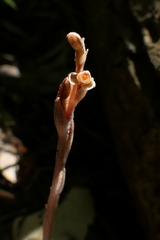 Danhatchia australis