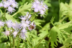 Dianthidium