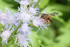 Dianthidium