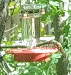 Amazilia yucatanensis