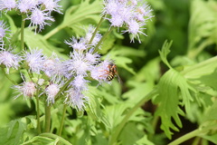 Dianthidium