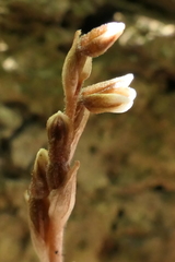 Danhatchia australis