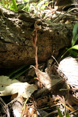 Danhatchia australis