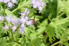 Dianthidium