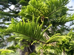 Araucaria columnaris