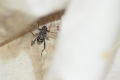 Neoclytus scutellaris