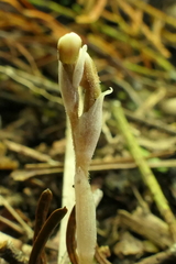 Danhatchia australis