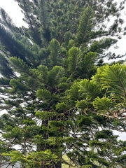 Araucaria columnaris