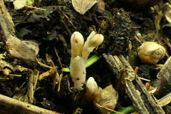 Danhatchia australis