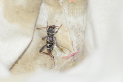Neoclytus scutellaris