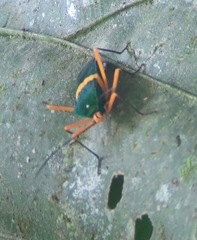 Paryphes