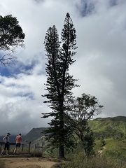 Araucaria columnaris