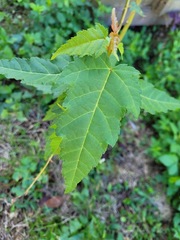 Acer caudatifolium