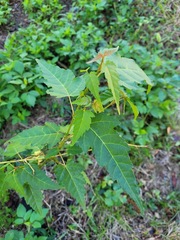 Acer caudatifolium
