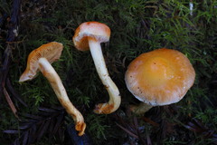 Pyrrhulomyces astragalinus