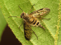 Furia ithacensis