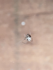 Argyrodes antipodianus