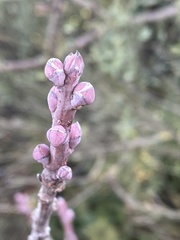 Pistacia terebinthus