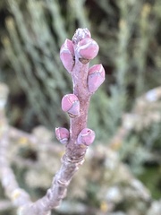 Pistacia terebinthus