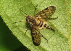 Furia ithacensis