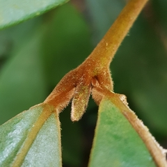 Litsea erectinervia