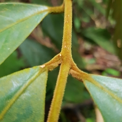Litsea erectinervia