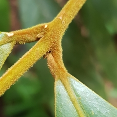 Litsea erectinervia