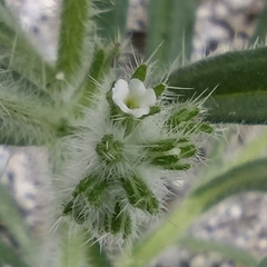 Cryptantha barbigera barbigera