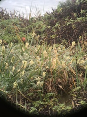 Astragalus nuttallii nuttallii