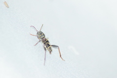 Neoclytus scutellaris