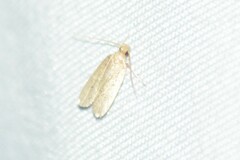 Autosticha kyotensis