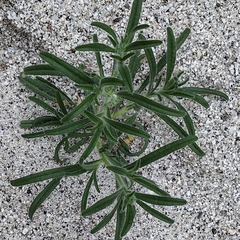 Cryptantha barbigera barbigera