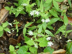 Stellaria pubera