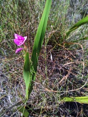 Watsonia borbonica